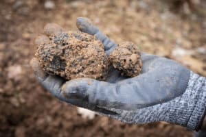 Truffes en Beaujolais